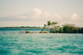 Vegetation with palms, Laguna Bacalar, Chetumal, Quintana Roo, M