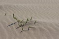Vegetation and ripples in the sand, on the beach Royalty Free Stock Photo