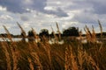 Vegetation of a river landscape