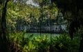 Vegetation rock and water