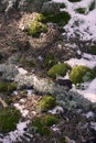 Vegetation on snow in alpine forest in winter Royalty Free Stock Photo