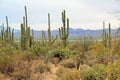 Vegetation in the Sonoran Desert in Saguaro National Park