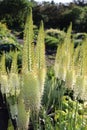 Vegetation in summer. Gatrden and long plant. Asphodelaceae in summer. Botanical.