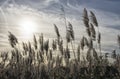 Vegetation at sunset in winter