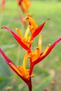 Vegetation of Thailand. Red-orange heliconia flower