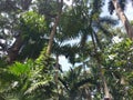 vegetation, tree, ecosystem, arecales, plant, borassus flabellifer, palm tree