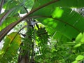 Vegetation of the tropical jungle