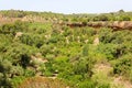 Vegetation in Valley of the Temples, Agrigento, Sicily Royalty Free Stock Photo