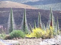 Vegetation on volcano El Teide Royalty Free Stock Photo