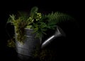 Vegetation in Watering Can Royalty Free Stock Photo