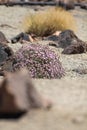 Vegetation in the way to Teide Volcano, Canarian Island, Spain