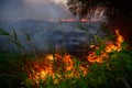 Vegetation wild fire out of control in Danube Delta