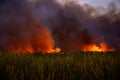 Vegetation wild fire out of control in Danube Delta