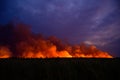 Vegetation wild fire out of control in Danube Delta