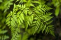 Floral background - hemlock on blurred background Royalty Free Stock Photo