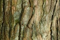 Vegetative texture from a dry bark of a pine on a tree Royalty Free Stock Photo