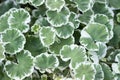 Vegetative background, juicy leaves of variegated pelargonium. Floral background