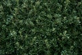Vegetative background of leaves - laurel hedge