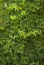 Vegetative background - wall covered with creeping plant with small leaves Royalty Free Stock Photo