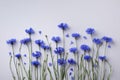 Vegetative composition with flower of blue cornflowers in flat lay style and top view