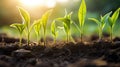 vegetative corn growth stages