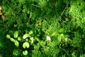 Vegetative forest background from leaves, plants and green moss. Lush, natural foliage. Forest floor Royalty Free Stock Photo