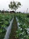 vegetative phase of chili plants with care and beauty of chili trees