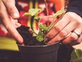 Vegetative propagation of perennials