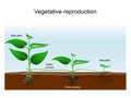 Vegetative reproduction. Plant propagation or vegetative multiplication Royalty Free Stock Photo