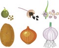 Vegetative and seed reproduction of vegetable plants: potato, onion, garlic