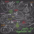 Vegetebles set Sketch with punpkin, tomato, eegplant, potatoe, peppers. Doodles set with Lettering, Hand-Drawn Vector Illustration