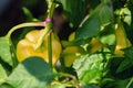 Veggie Bulgarian pepper growing in the garden. Yellow pepper with green leaf. Royalty Free Stock Photo