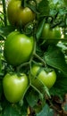 Vegitable row tomatos shot on radmi6pro Royalty Free Stock Photo