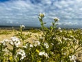 The beach of Cadzand, The Netherlands Royalty Free Stock Photo