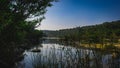 Vegitation around the lake Royalty Free Stock Photo