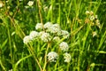 Veh poisonous Cicuta virosa - a plant, genus Vekh of Umbrella family Apiaceae. Hemlock, cats parsley, vyakha, omega