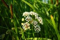 Veh poisonous Cicuta virosa - a plant, genus Vekh of Umbrella family Apiaceae. Hemlock, cats parsley, vyakha, omega