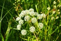 Veh poisonous Cicuta virosa - a plant, genus Vekh of Umbrella family Apiaceae. Hemlock, cats parsley, vyakha, omega