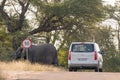 Vehicle passing by an african elephant