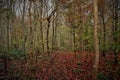 Vehicle track through forest