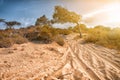 Vehicle tracks through vegetated sand dunes with sun flare Royalty Free Stock Photo