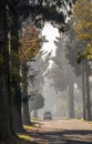 A vehicle travels down a street with tall trees Royalty Free Stock Photo