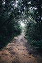 A veil of mist shrouds the Horton Plains National Park