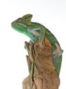 Veiled Chameleon Royalty Free Stock Photo