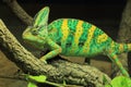 Veiled chameleon Royalty Free Stock Photo