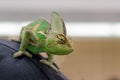 Veiled Chameleon on the back of person Royalty Free Stock Photo
