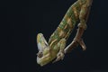 Veiled chameleon Royalty Free Stock Photo