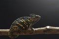 Female veiled chameleon Royalty Free Stock Photo