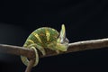 Male veiled chameleon Royalty Free Stock Photo