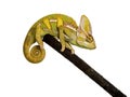 Veiled chameleon on a branch Royalty Free Stock Photo